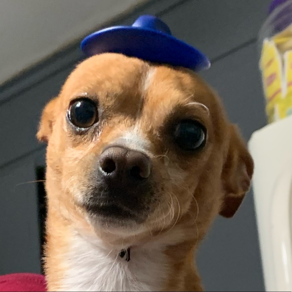 Blue corona sombrero for your pup !